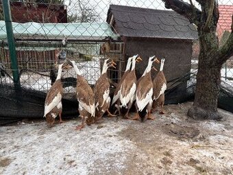 Indický bežec - srnčí sedlatý