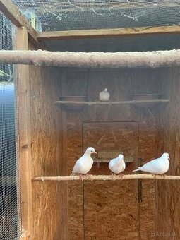 Predám páriky Hrdličky bielej