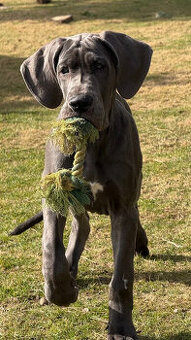 Německá doga modrá s PP Euphorie Blue HH