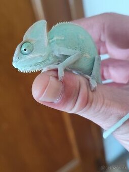 Chameleón jemensky terarium