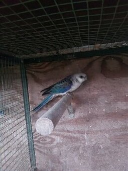 Predám vymením rozela žltolíca