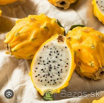 Pitahaya žltá, Hylocereus megalanthus