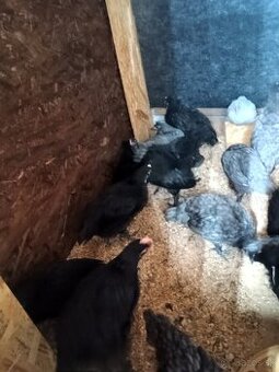 Kohútik australorp