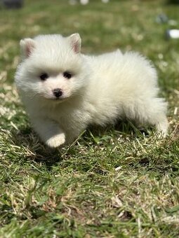 Pomeranian
