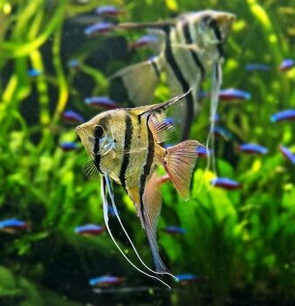 Predaj akvariovych rybiek