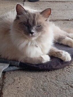 Ragdoll