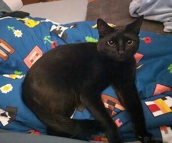 Kocúr Orion