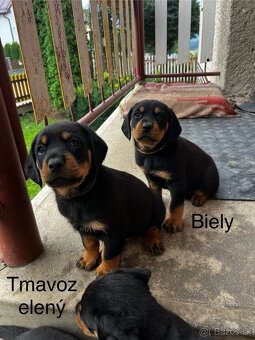 Predám šteniatka Rotweiller x Kopov