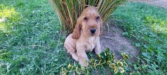 Anglický kokeršpaniel