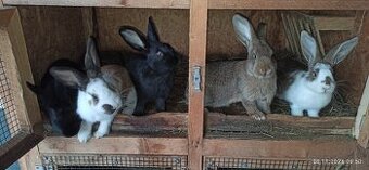 Zajace na predaj