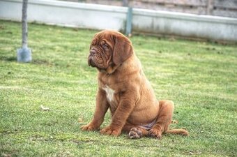 Dogue de Bordeaux, Bordeauxská doga, Bordo doga