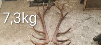 Zhody parohy jelenie