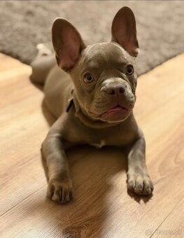 Francúzsky buldocek