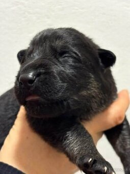 Nemecký ovčiak s PP