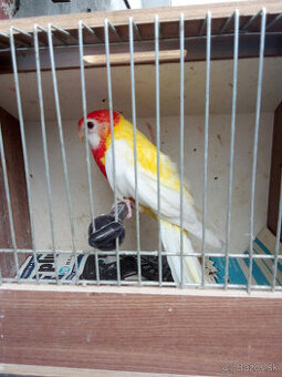 Rozela lutino samica -krúžkovaná