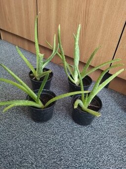 Predám aloe vera