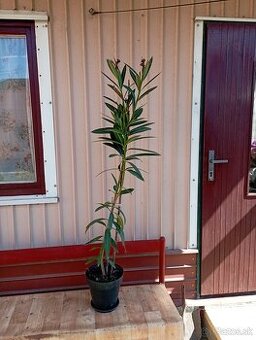 Oleander