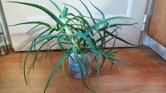 Aloe stromcekovite