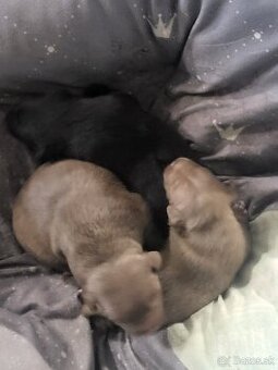 Patterdale Terrier