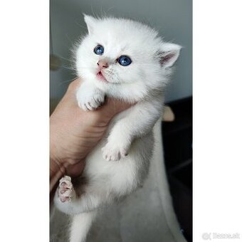Britské mačiatka❤️extra kvalita