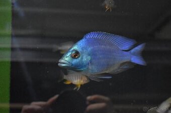 Placidochromis gissel