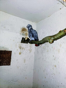 Predám samičku Žako kongo