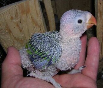 Alexander malý mlada