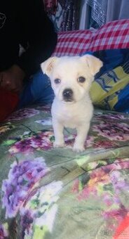 Predám čivavu ma 6 tiždne