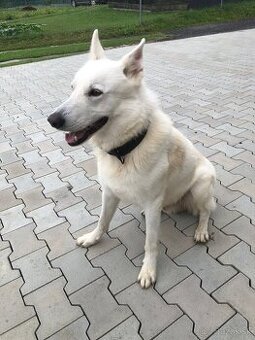 Biely švajčiarský ovčiak