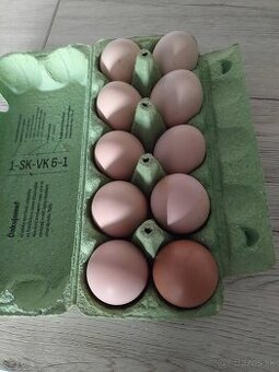 Predám násadové vajíčka australorpky