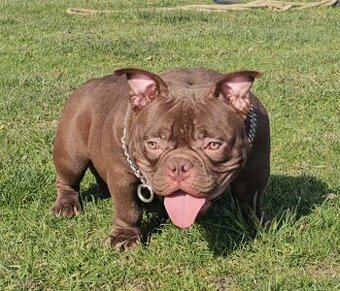 American bully psik