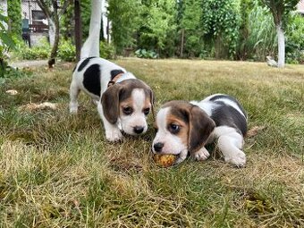 Beagle