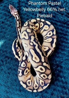 Python Regius