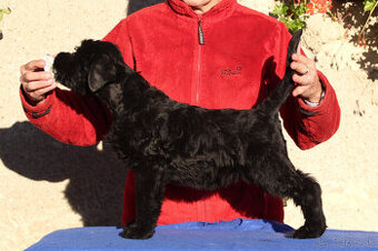 BRADAČ VEĽKÝ ČIERNÝ  pejsek s PP