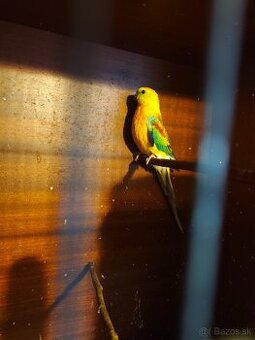 Predám spevavé papagáje a kanáriky