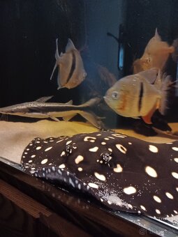 potamotrygon black diamond