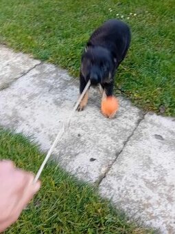 Nemecký ovčiak šteniatka