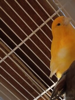 predám samičku kanarika z vonkajšej voliery
