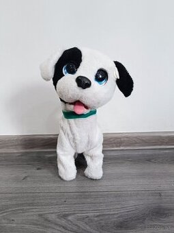 Predám psíka bowie