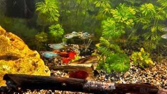 Gubky / Gupky na predaj