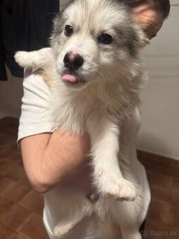 Šteniatka malamut husky