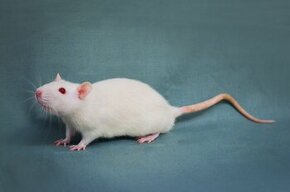Kúpa potkanov/myší