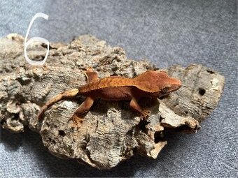 Pagekon riasnatý - Correlophus ciliatus