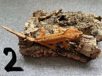 Pagekon riasnatý - Correlophus ciliatus
