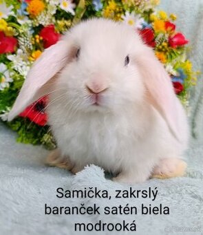 Zakrslý baranček satén s VP samička biela, modré oči