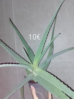 Aloe Vera