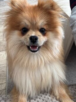 Pomeranian