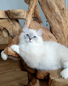Ragdoll kocourek do chovu