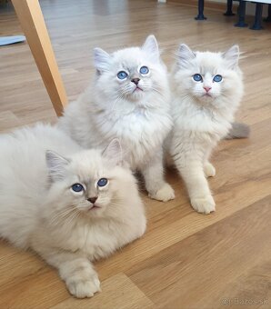 Ragdoll kocourek do chovu - 1