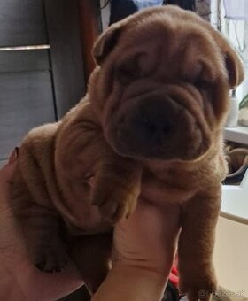 Sharpei
